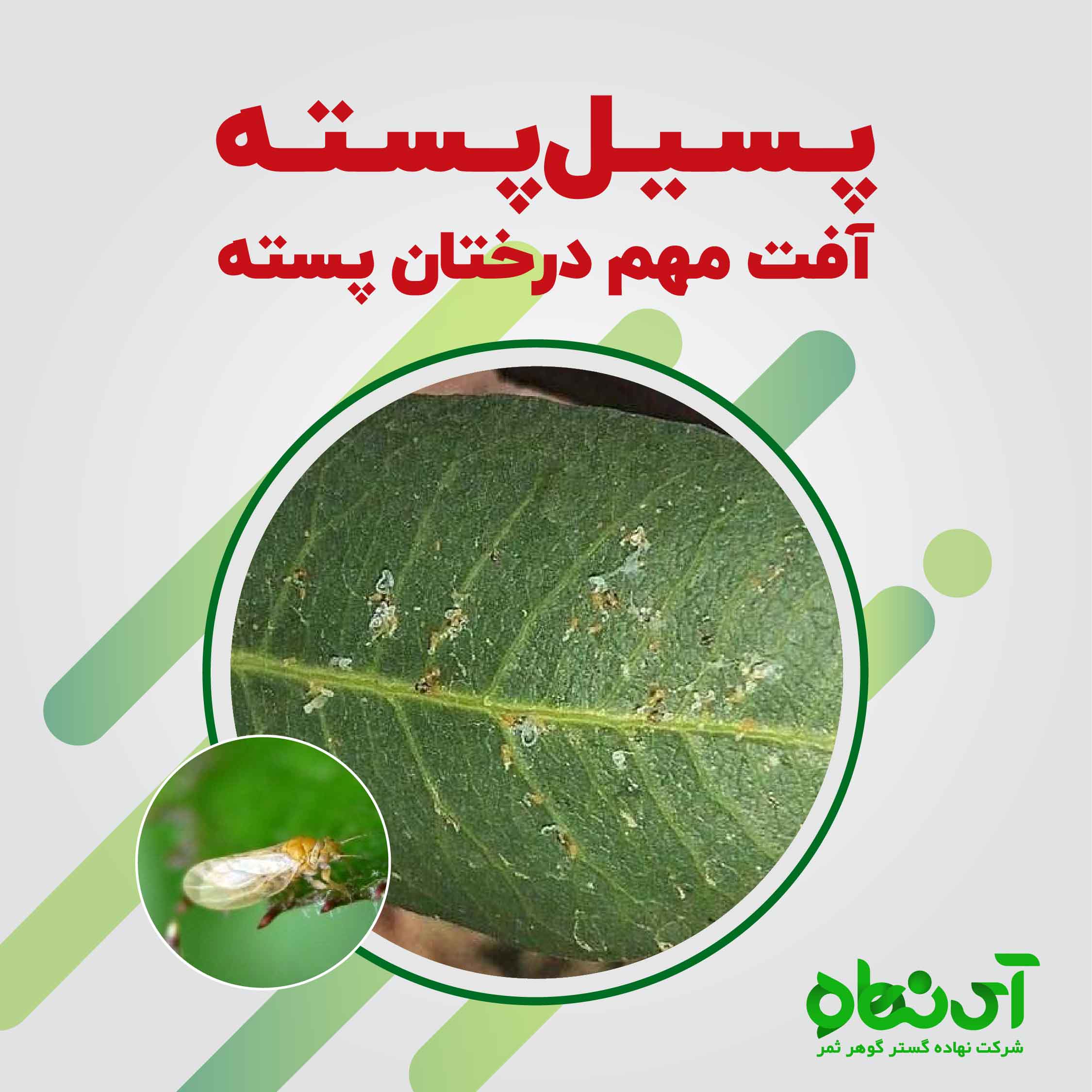 پسیل پسته آفت مهم درختان پسته